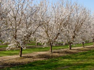 almond bloom